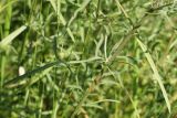 Centaurea rigidifolia