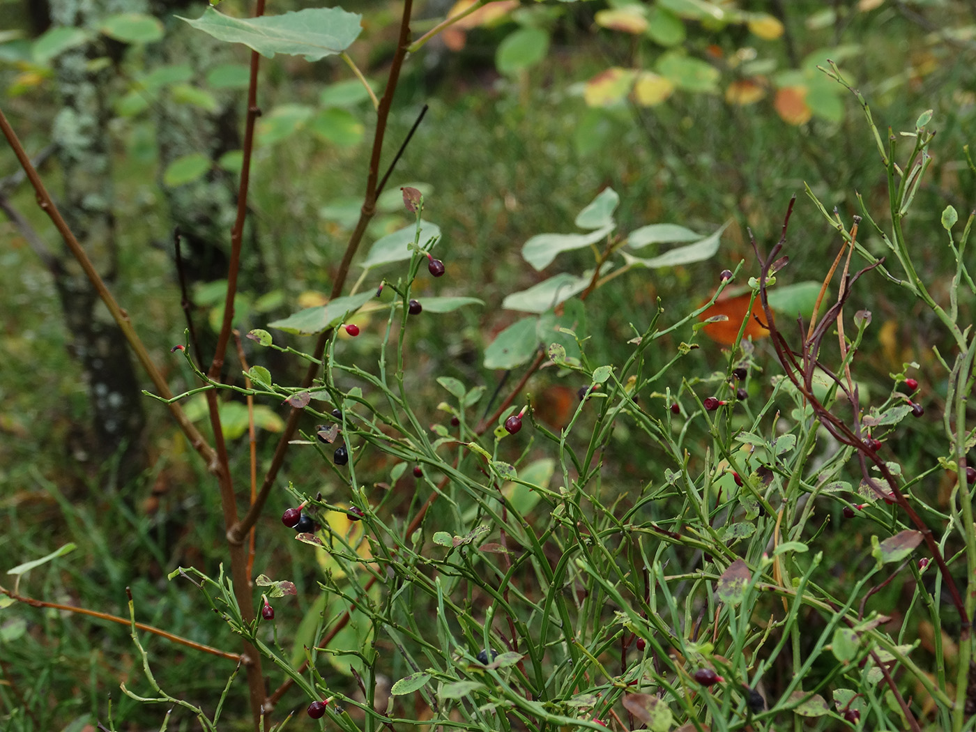 Изображение особи Vaccinium myrtillus.