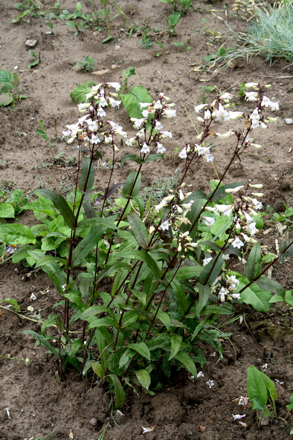 Изображение особи Penstemon digitalis.