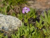 Primula algida