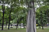 Ficus religiosa. Часть ствола с новыми побегами. Таиланд, Бангкок, парк Люмпини, центральная часть парка. 30.08.2023.