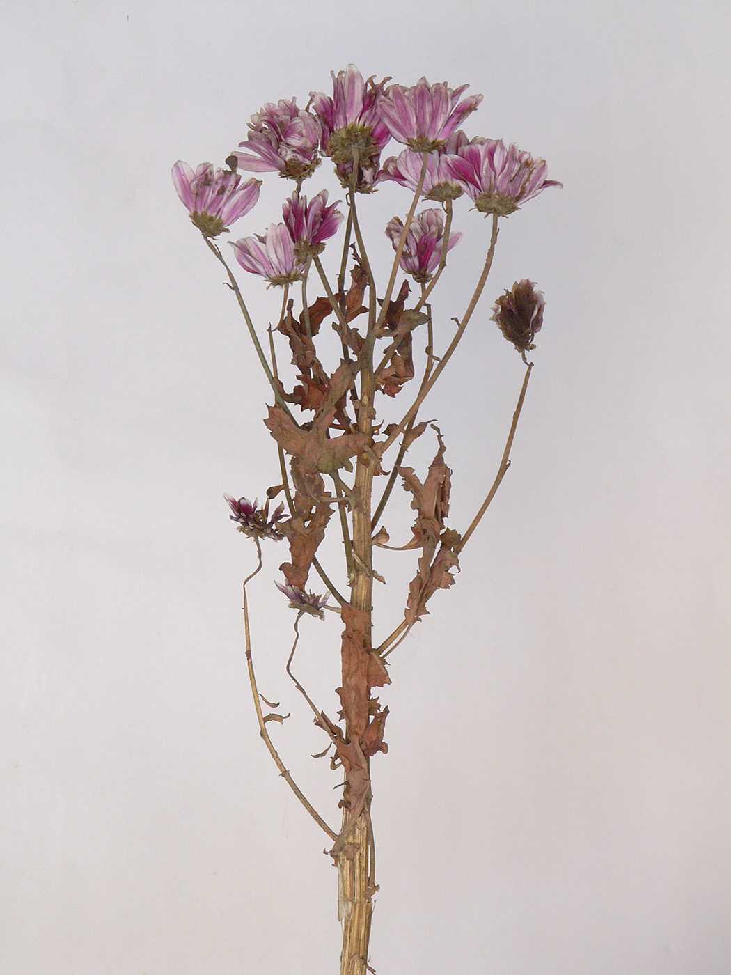 Image of Chrysanthemum indicum specimen.