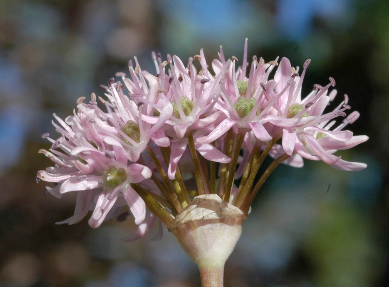 Изображение особи Allium lepsicum.