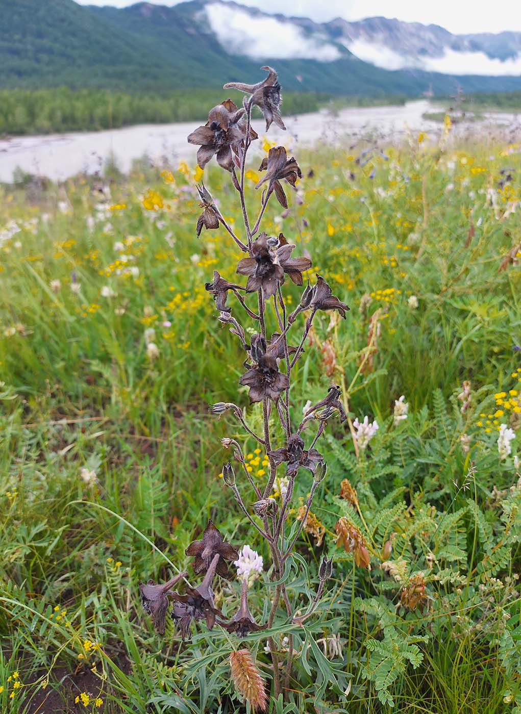 Изображение особи Delphinium triste.