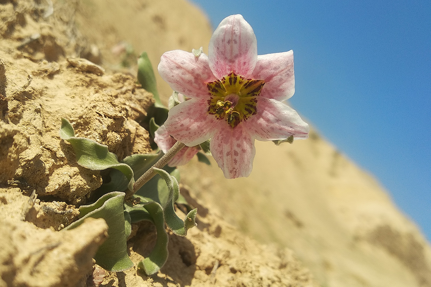 Image of Rhinopetalum karelinii specimen.