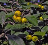 Crataegus punctata. Часть ветви с недозрелыми плодами (f. aurea). Москва, ГБС, дендрарий. 22.09.2008.