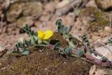 Hippocrepis biflora