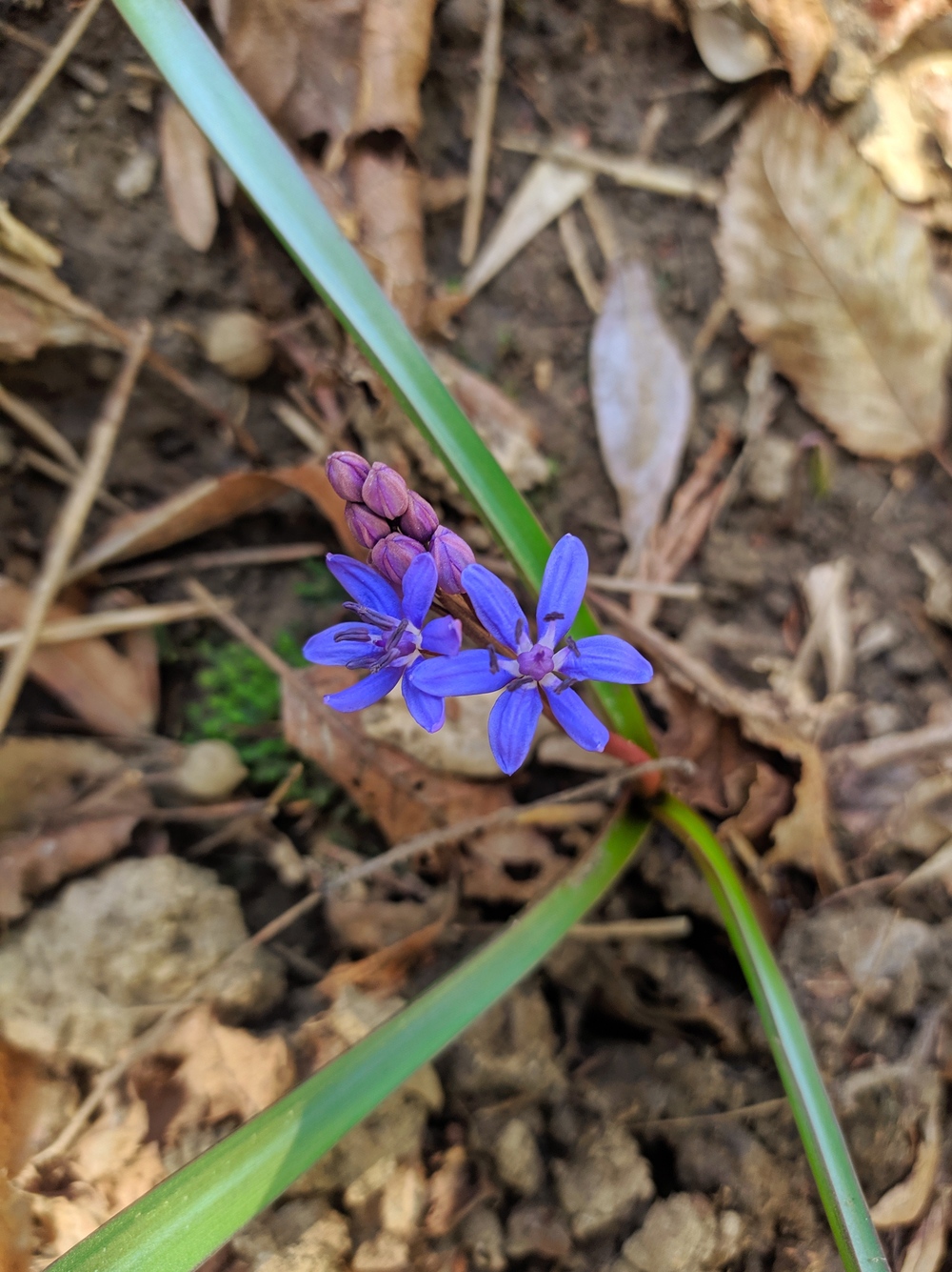 Изображение особи Scilla bifolia.