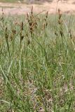 Carex liparocarpos