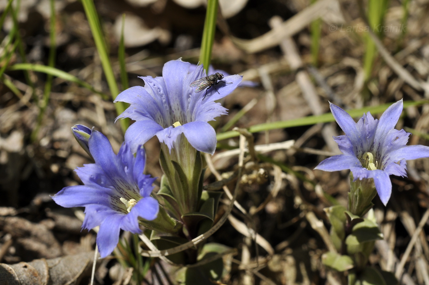 Изображение особи Gentiana zollingeri.