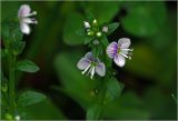 Veronica serpyllifolia