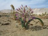 Allium caspium. Цветущее растение. Казахстан, Мангистауская обл., Мангистауский р-н; Мангышлакское плато, подножье останцовой горы Айракты, пески. 12 мая 2024 г.