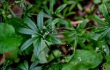 Galium odoratum