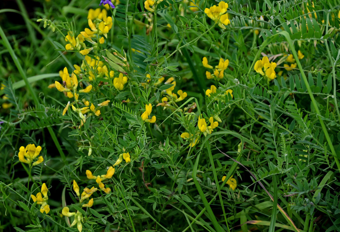 Image of Lathyrus pratensis specimen.