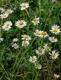 Leucanthemum vulgare. Верхушки побегов с соцветиями. Вологодская обл., Кирилловский р-н, побережье оз. Ильинское, луг. 12.07.2024.