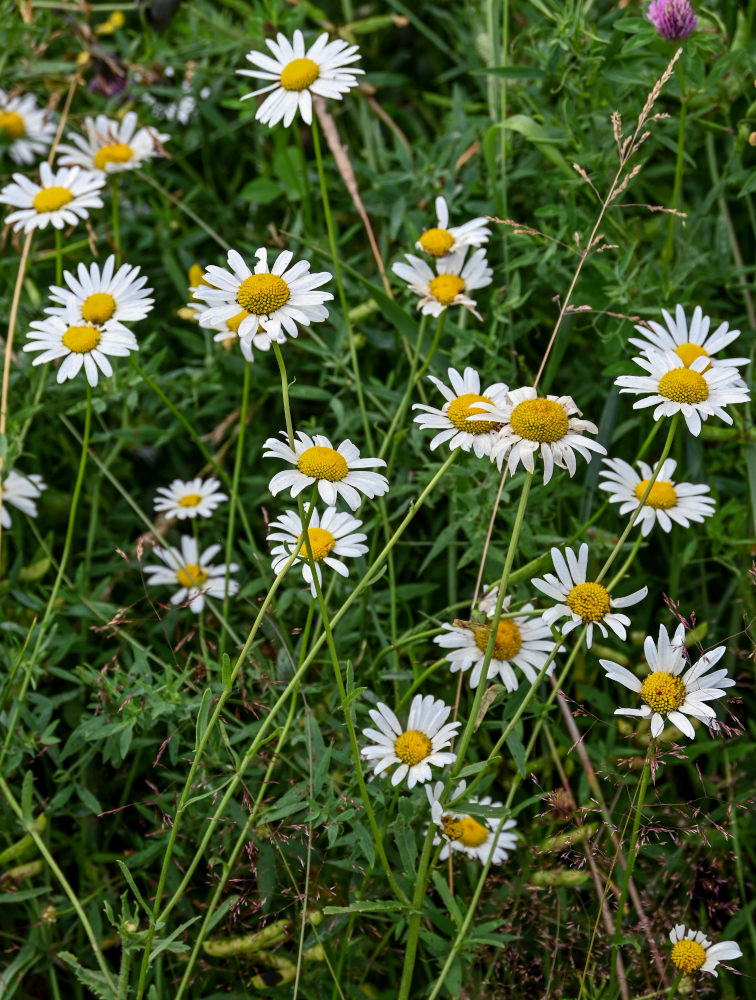 Изображение особи Leucanthemum vulgare.