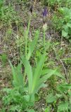 Iris × hybrida. Зацветающее растение. Крым, Симферополь, Петровские скалы. 12 мая 2010 г.