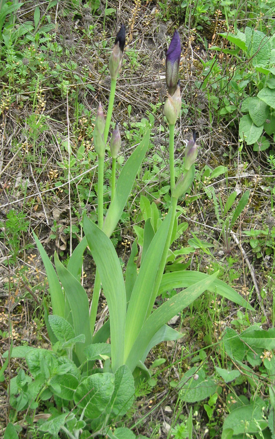 Изображение особи Iris &times; hybrida.