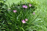 род Zephyranthes. Цветущее и плодоносящее растение. Вьетнам, пров. Даклак, г. Буонметхуот, парк на территории этнографического музея (Dak Lak Museum), в культуре. 04.08.2024.
