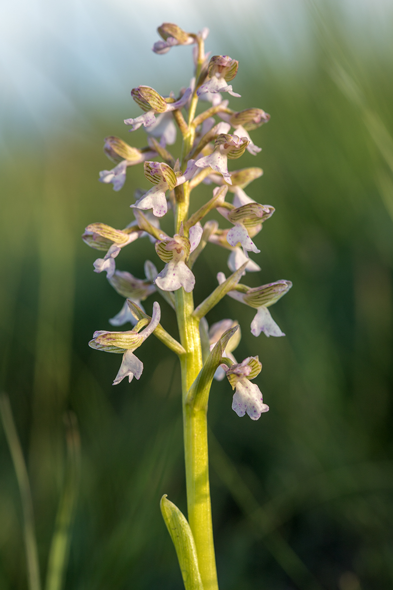 Image of Anacamptis morio ssp. caucasica specimen.