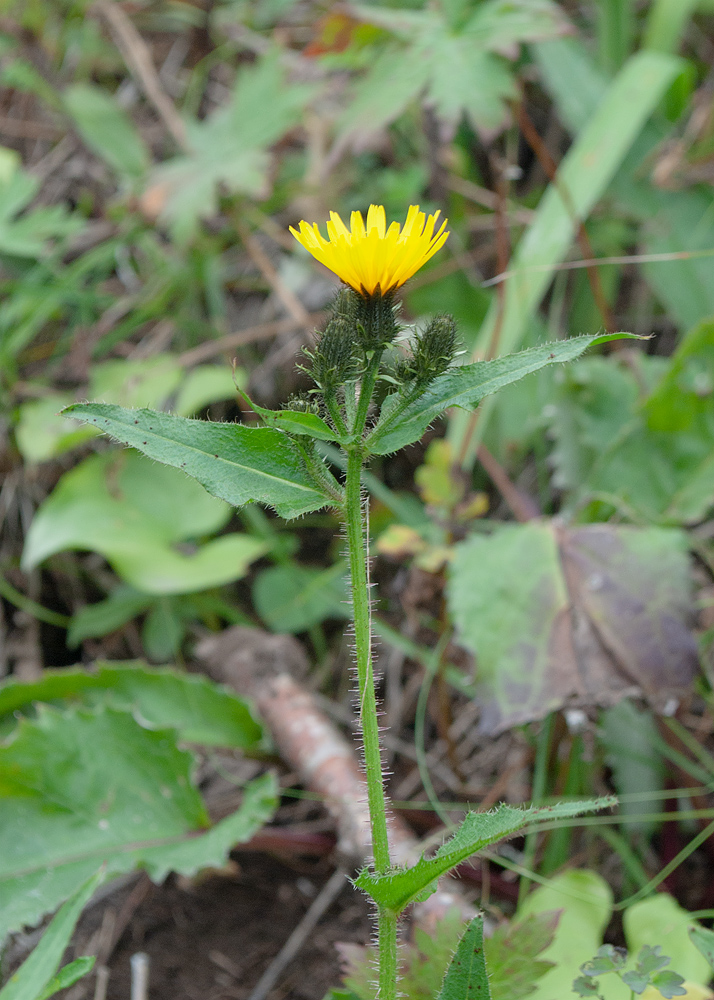Image of Picris kamtschatica specimen.
