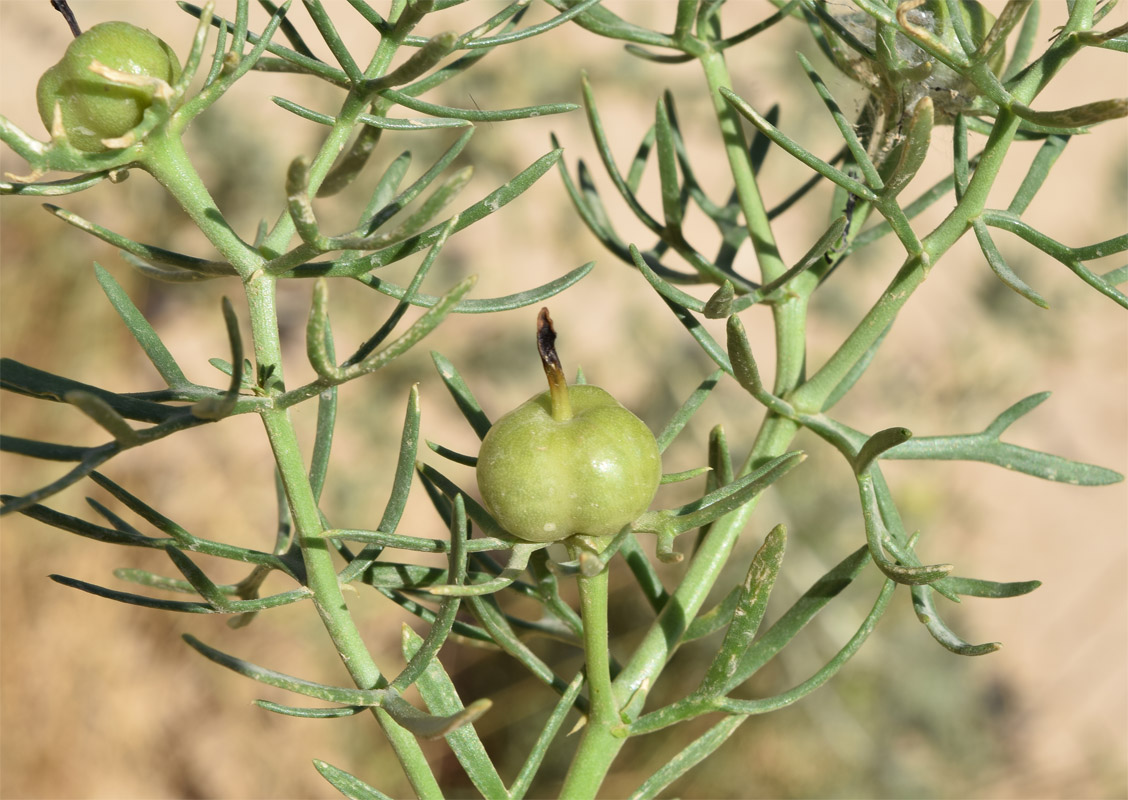 Image of Peganum harmala specimen.