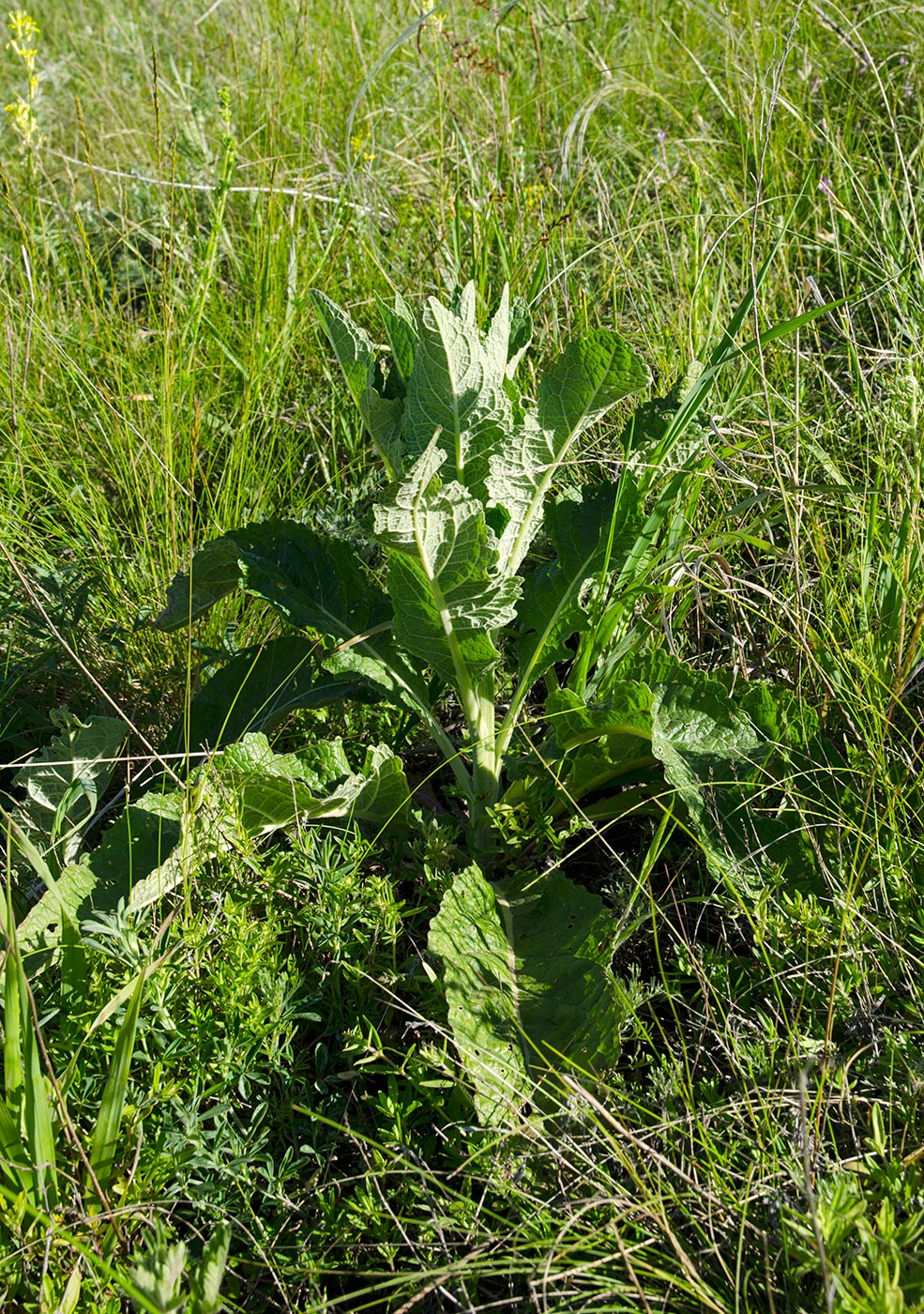 Image of genus Verbascum specimen.