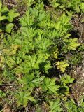 Anemone sylvestris