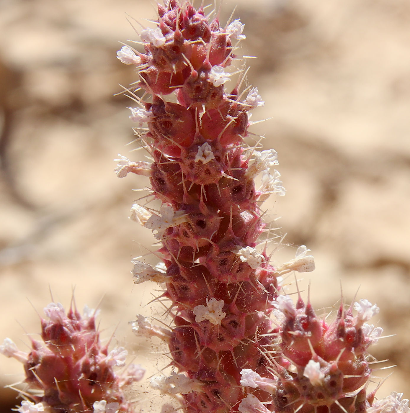 Image of Coris monspeliensis ssp. strossiae specimen.