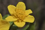 Caltha silvestris. Цветок. Приморский край, Шкотовский р-н, окр. пос. Подъяпольск, широколиственный лес, пойма ручья. 03.05.2025.