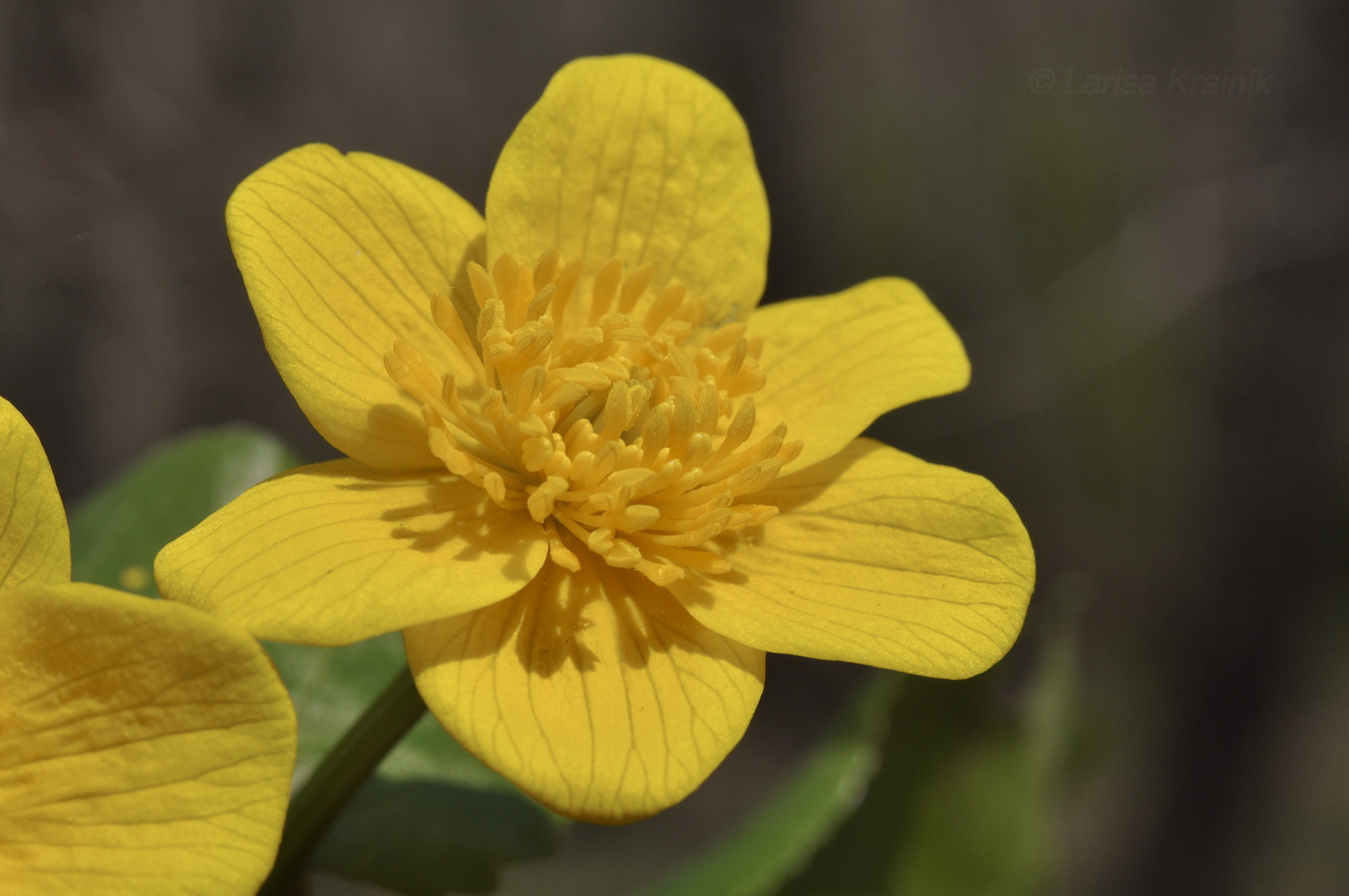 Image of Caltha silvestris specimen.
