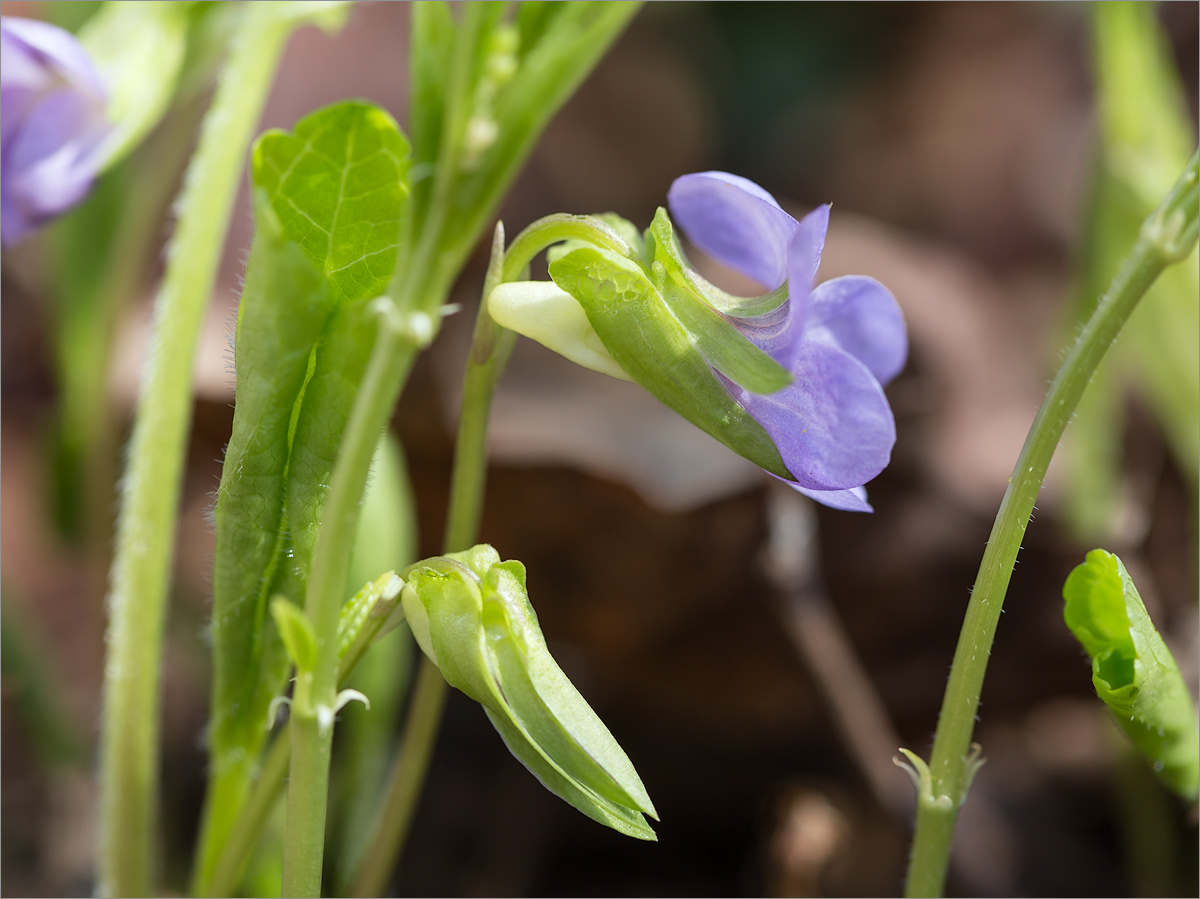Image of Viola mirabilis specimen.