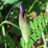 Iris aphylla