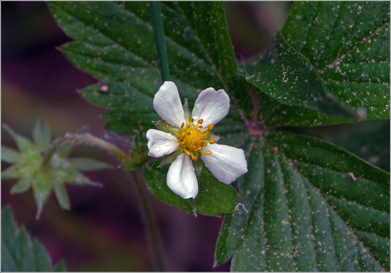 Image of Fragaria vesca specimen.