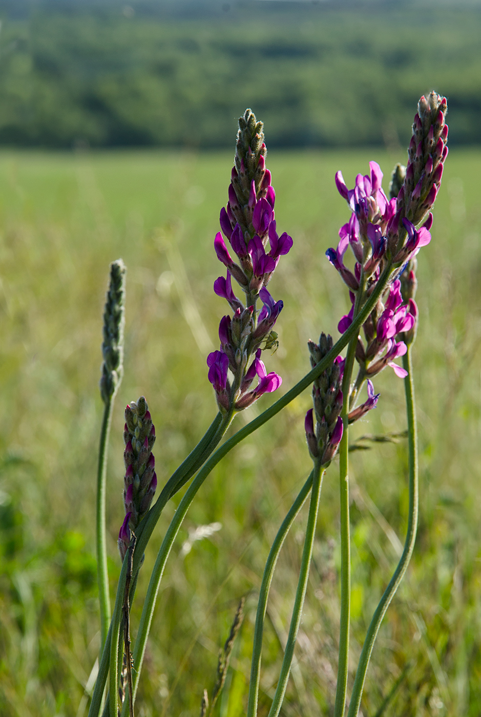 Image of Oxytropis spicata specimen.