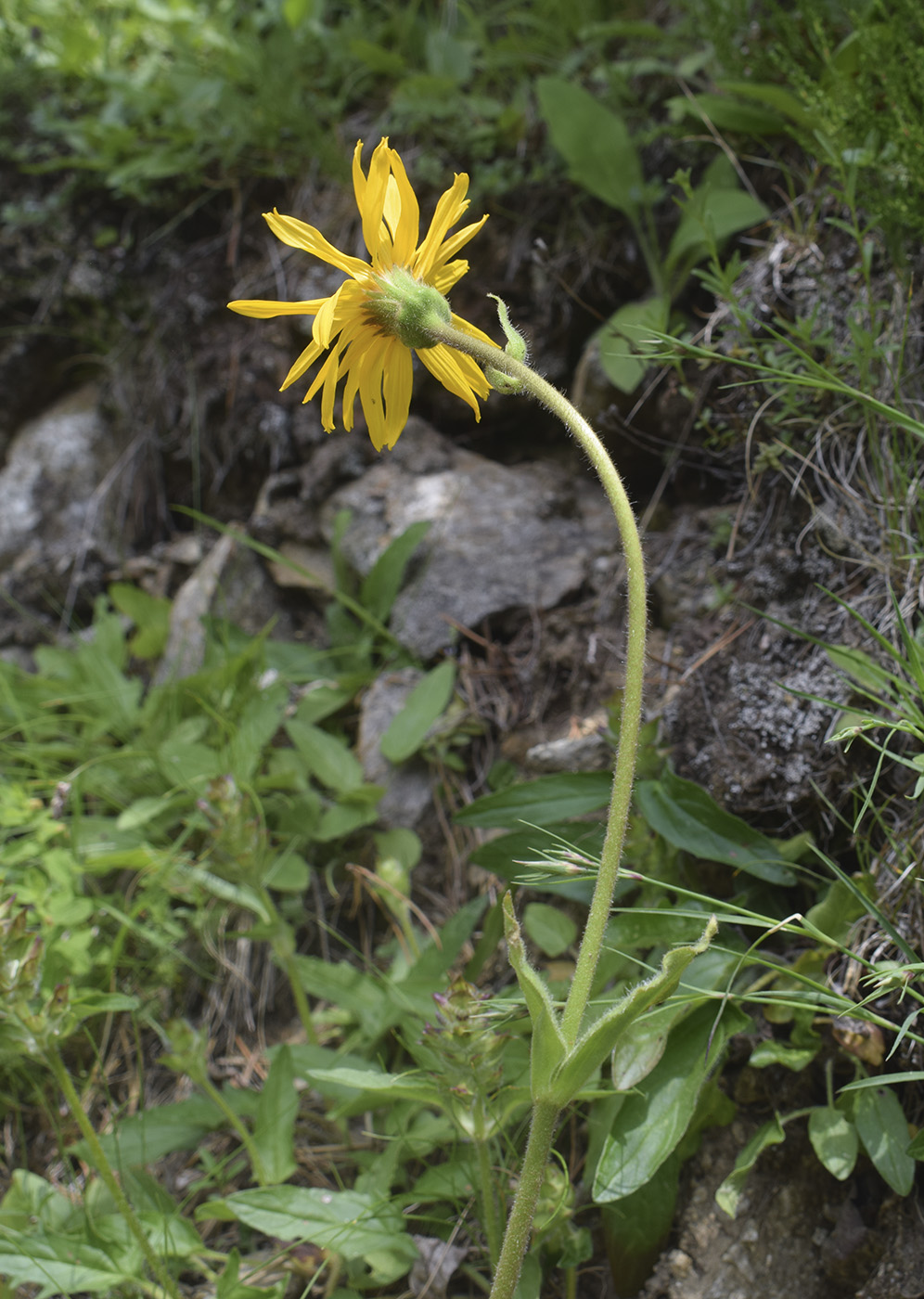 Image of Arnica montana specimen.