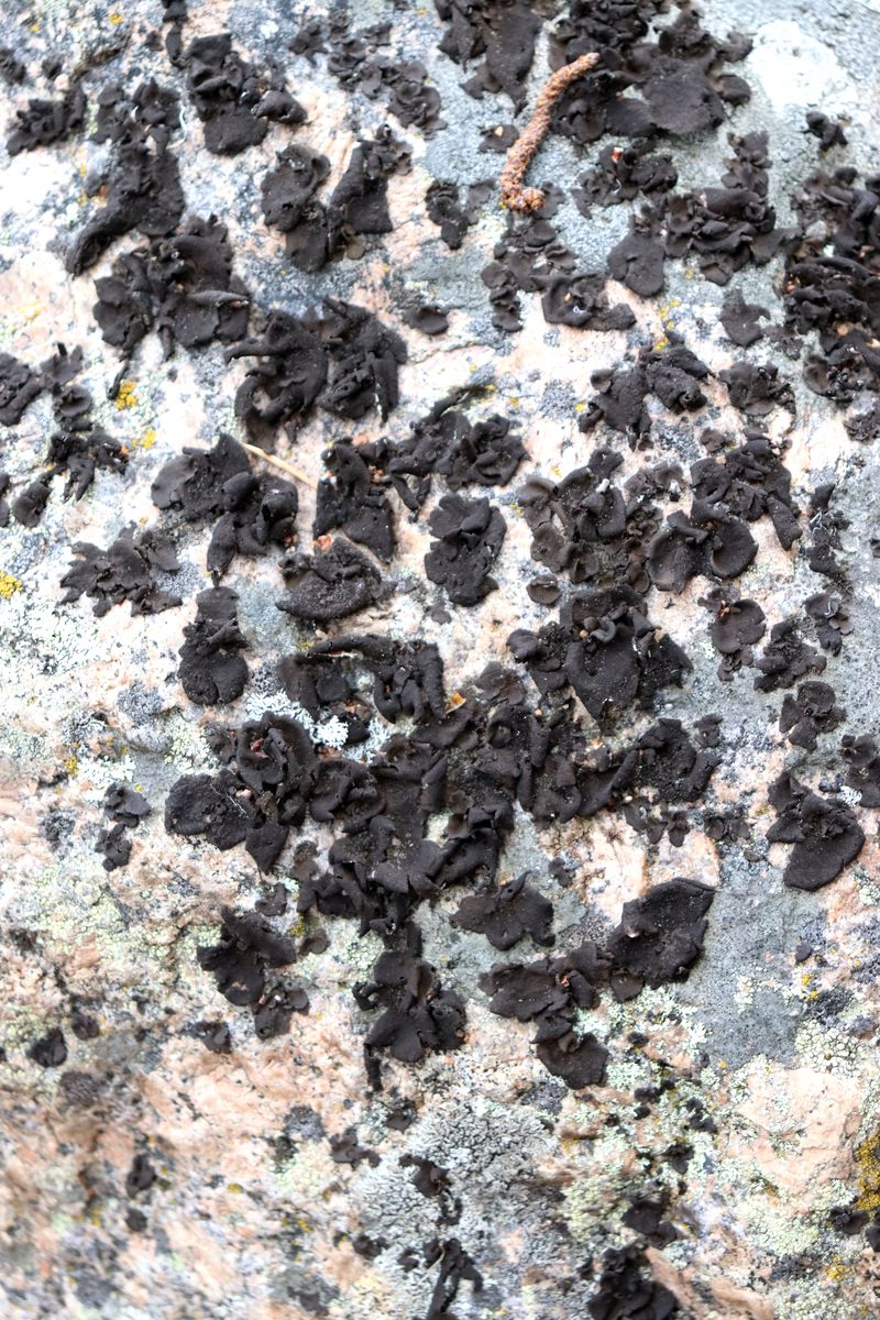 Image of genus Umbilicaria specimen.