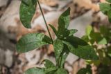 genus Silene