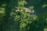 Potamogeton crispus. Верхушки побегов вегетирующих растений. Китай, г. Шанхай, пруд в парке, в воде. 25.05.2025.