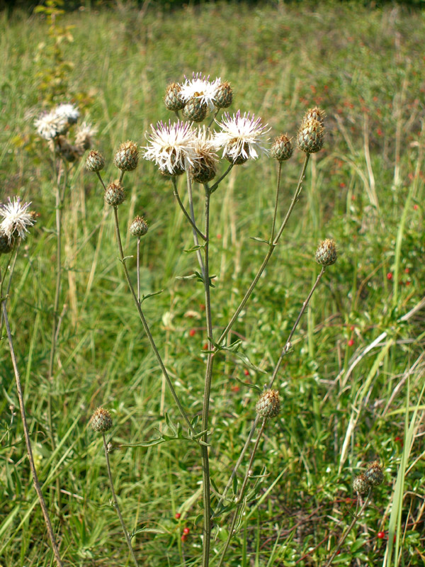 Изображение особи Centaurea apiculata.