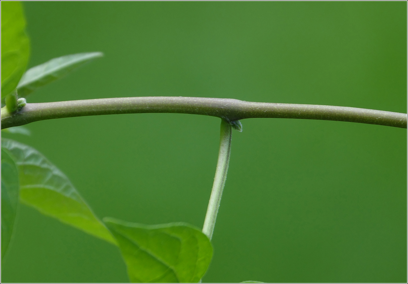 Image of Solanum dulcamara specimen.