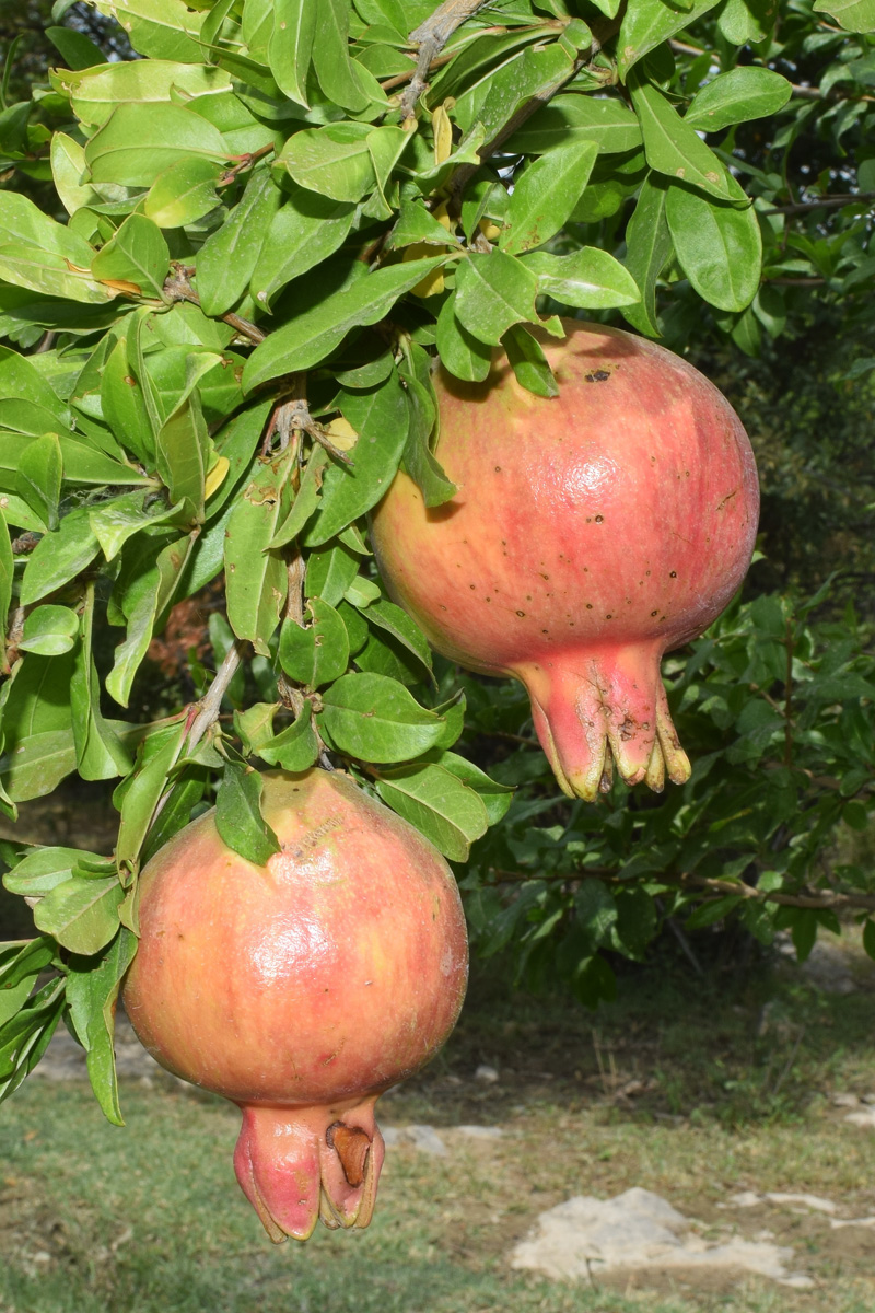Изображение особи Punica granatum.