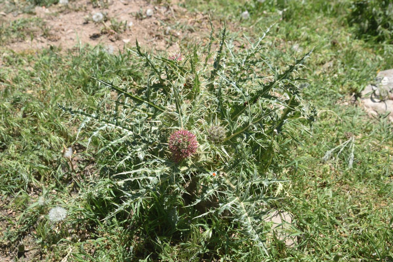 Image of Gundelia tournefortii specimen.