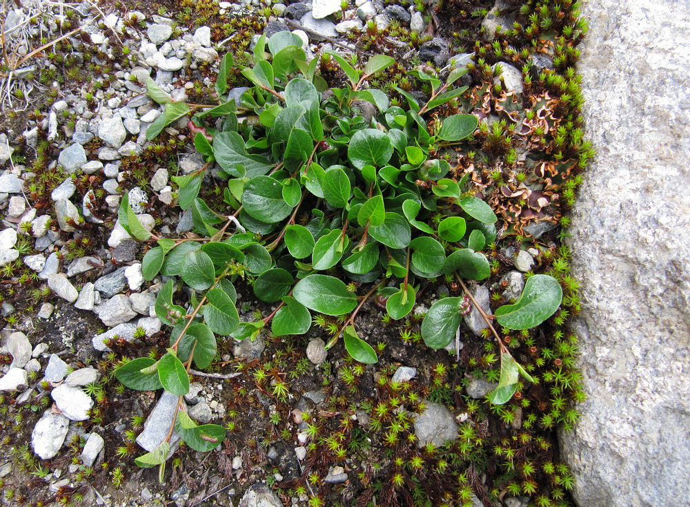 Изображение особи Salix nummularia.