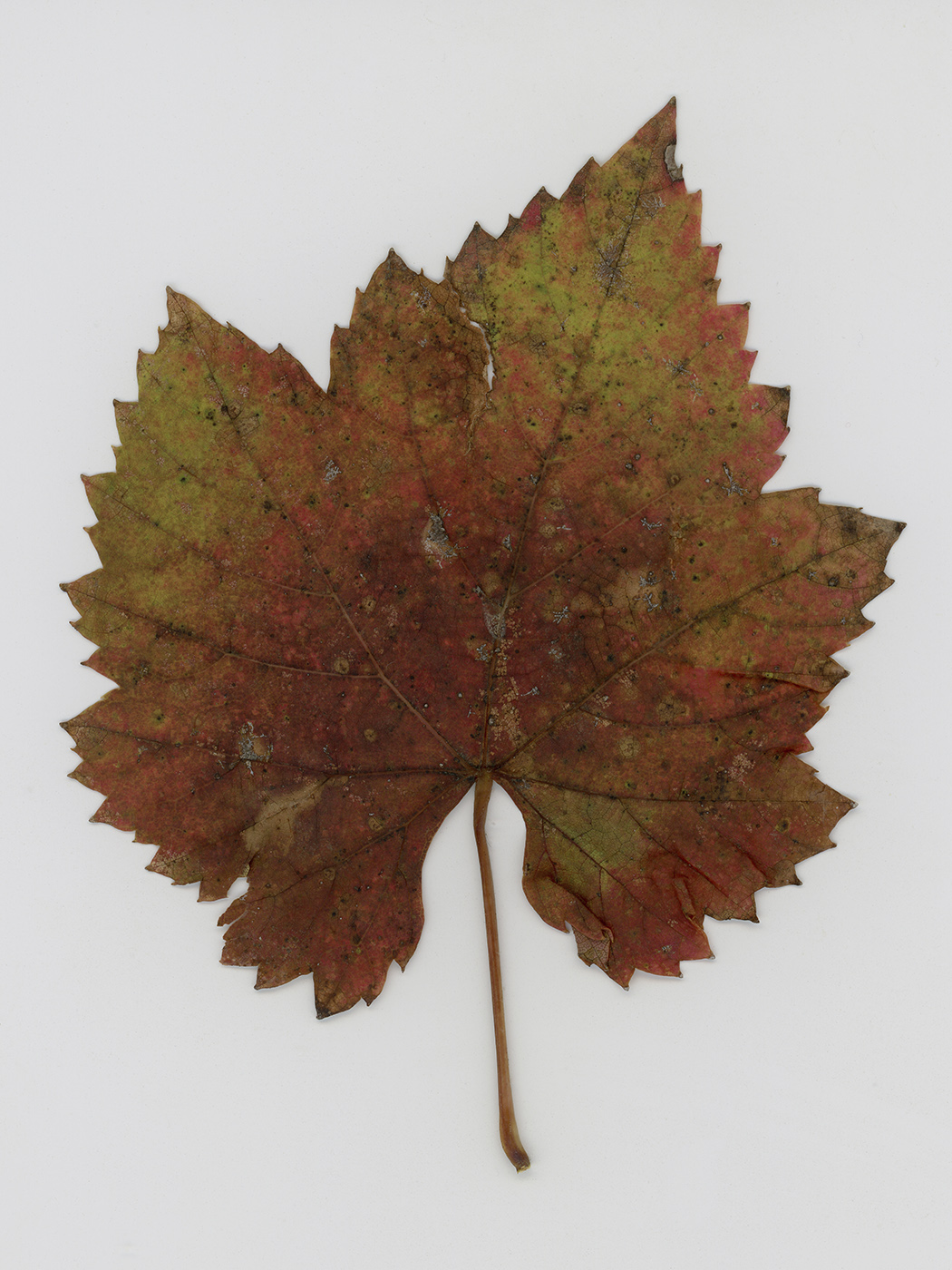 Image of Vitis × bacoi specimen.