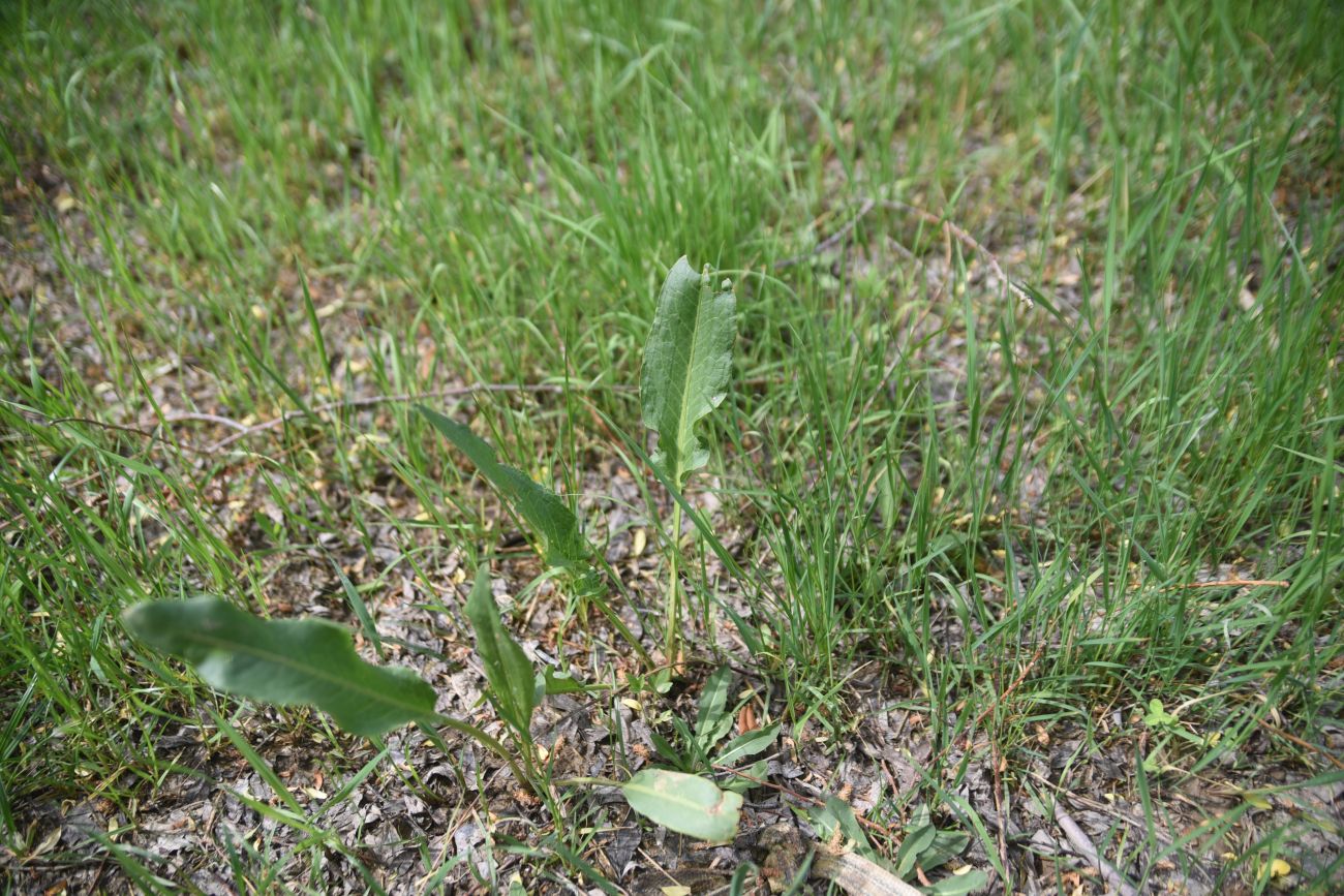 Изображение особи род Rumex.