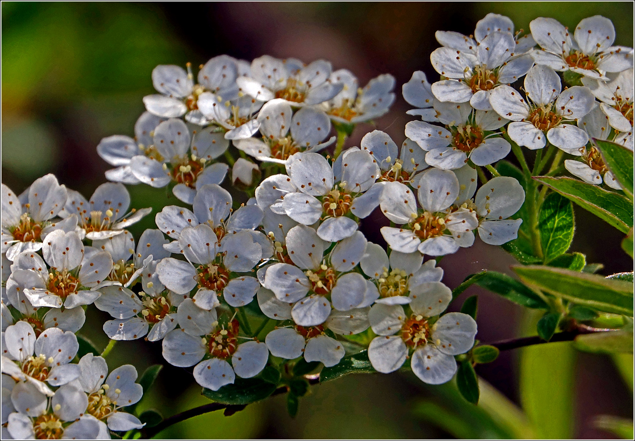 Изображение особи Spiraea &times; cinerea.