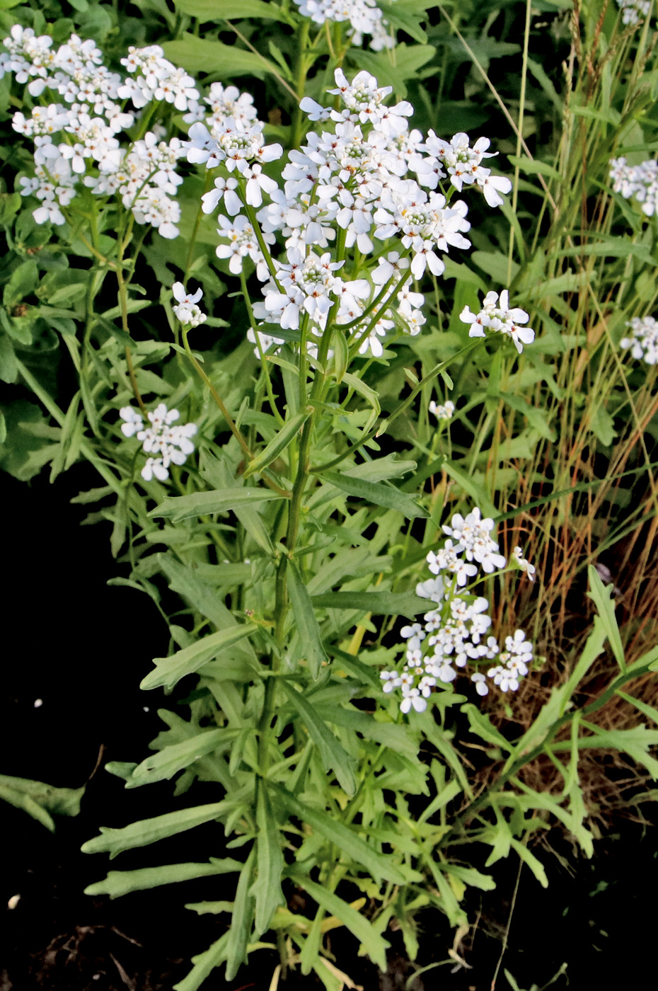 Image of Iberis umbellata specimen.