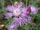 Centaurea jacea