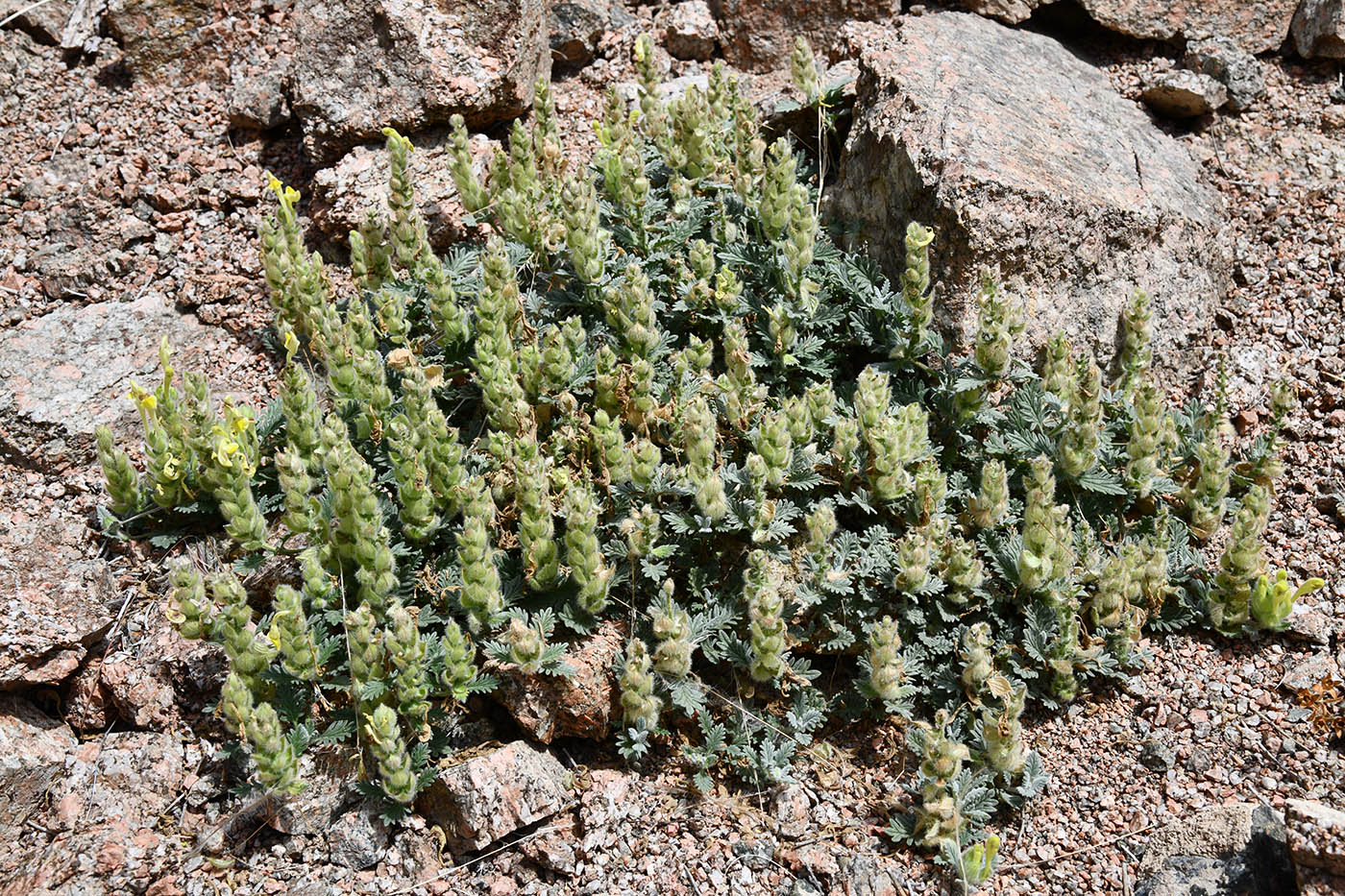 Изображение особи Scutellaria przewalskii.